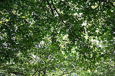 博德之门3怎么联机？博德之门3多人联机教程攻略